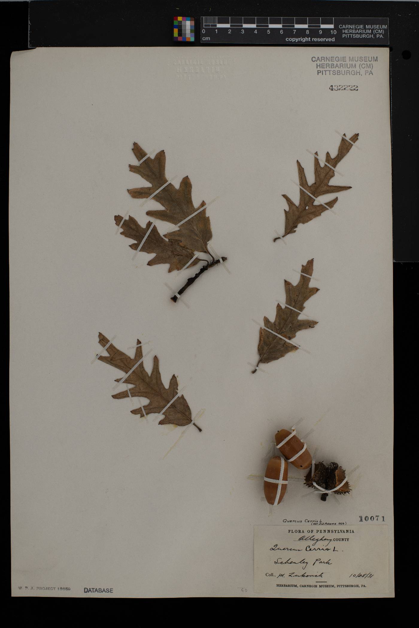 Quercus cerris image