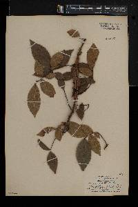 Ulmus alata image