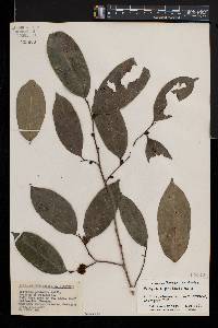 Trilepisium madagascariense image