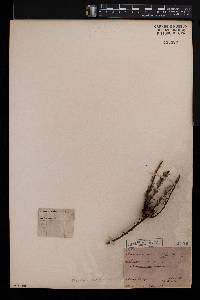 Leucadendron stellare image