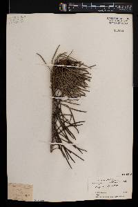 Leucospermum attenuatum image