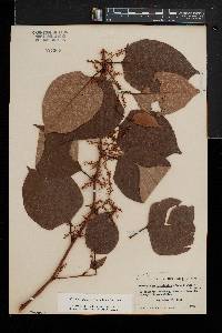 Reynoutria japonica image