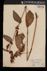 Rumex obtusifolius image