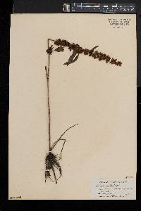 Rumex verticillatus image