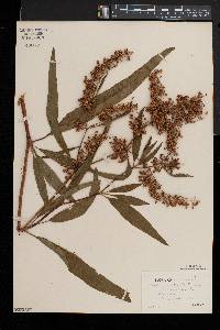 Rumex verticillatus image