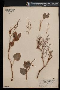 Rumex lunaria image