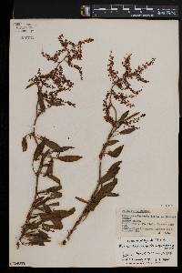 Rumex usambarensis image