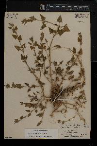 Atriplex prostrata image