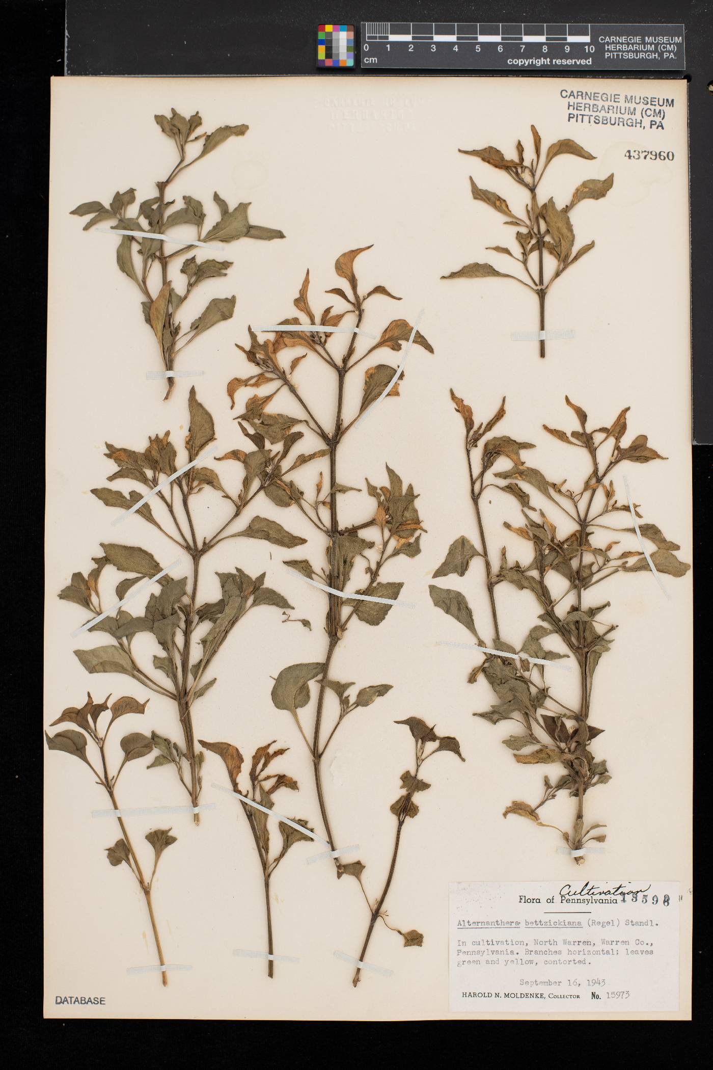 Alternanthera bettzickiana image