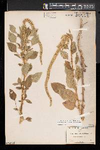 Amaranthus palmeri image