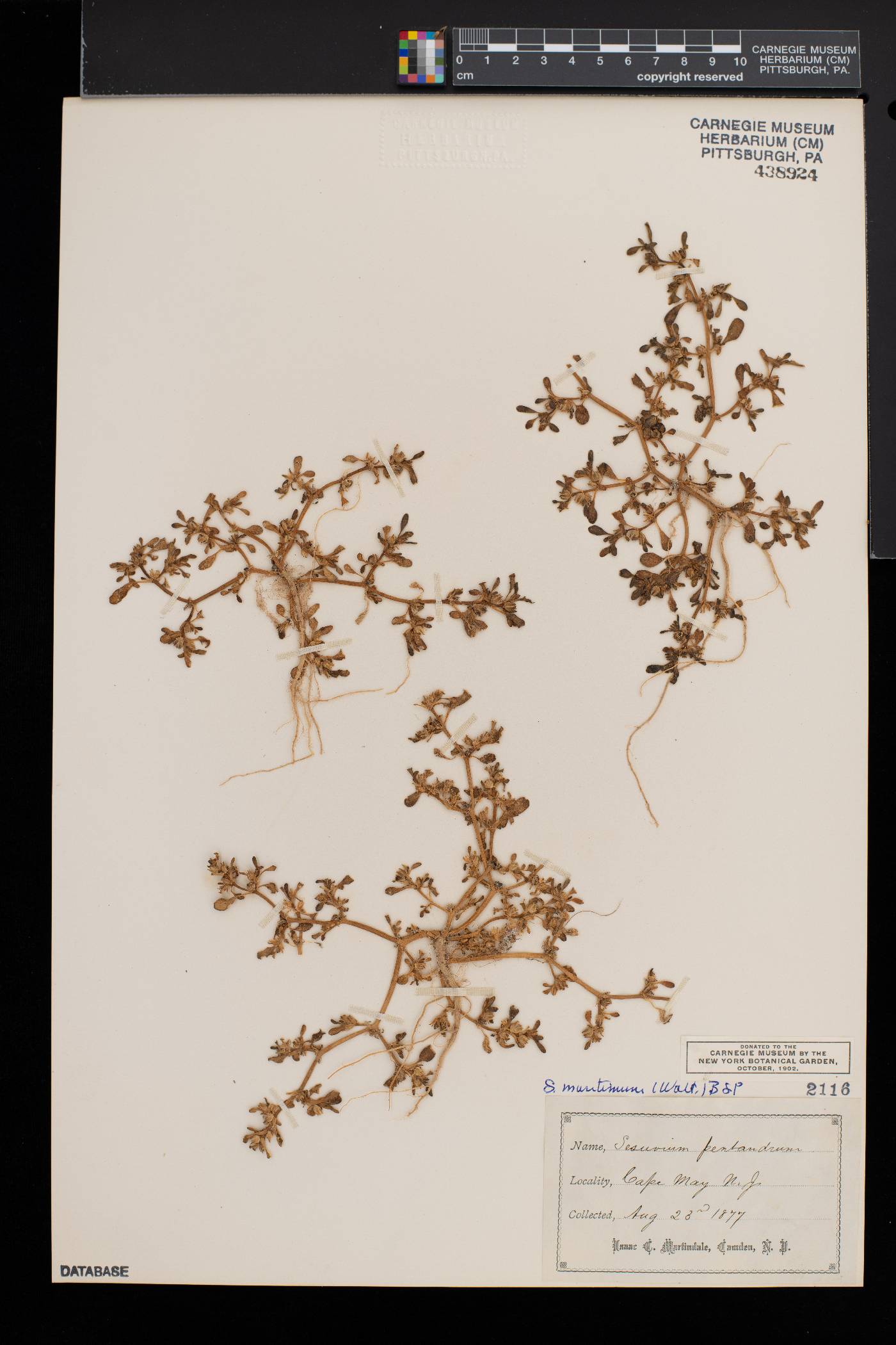 Sesuvium maritimum image