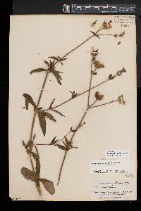 Silene latifolia image