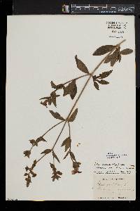 Silene latifolia image