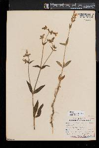 Silene latifolia image