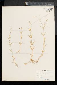 Stellaria graminea image