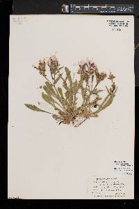 Silene caroliniana image