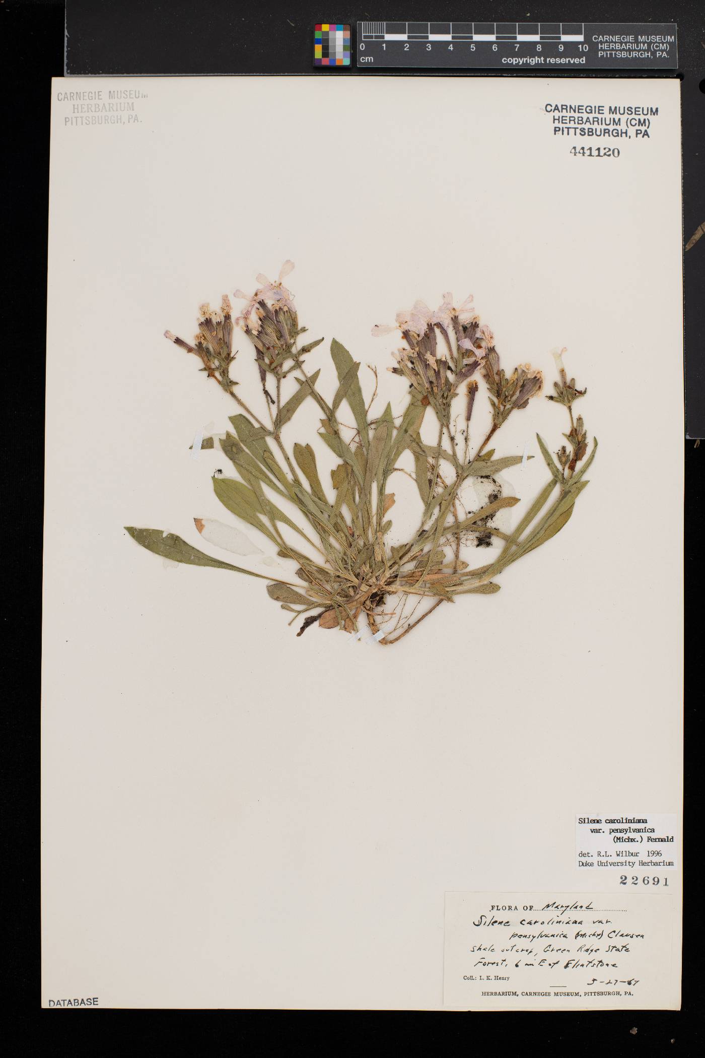 Silene caroliniana image