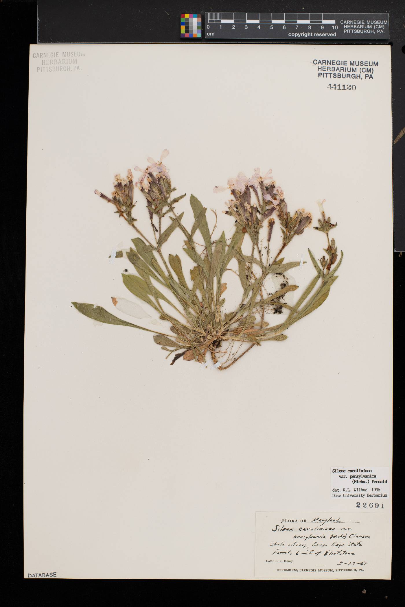 Silene caroliniana subsp. pensylvanica image