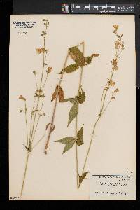 Silene stellata image