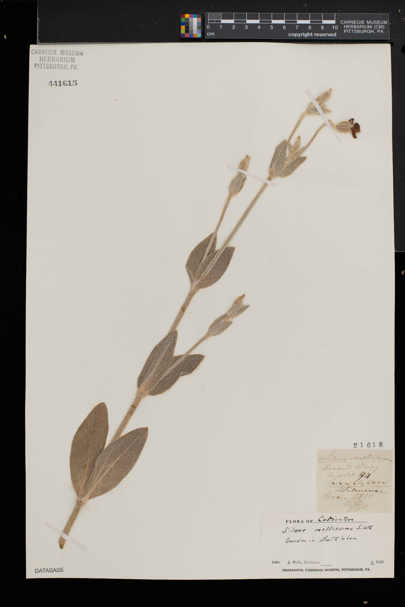 Silene mollissima image