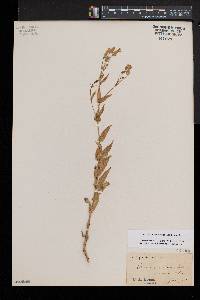 Image of Gypsophila vaccaria