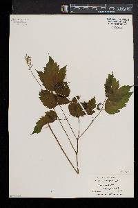 Actaea pachypoda image