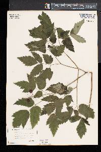 Actaea rubra image