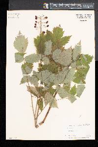 Actaea rubra image