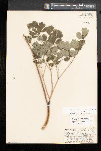 Thalictrum coriaceum image