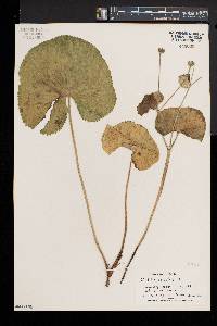 Caltha palustris image