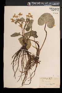 Caltha palustris image