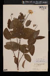 Clematis ochroleuca image