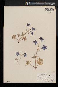 Delphinium bicolor image