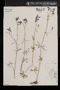 Delphinium bicolor image