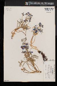 Delphinium bicolor image