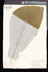 Magnolia macrophylla image