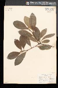 Magnolia stellata image