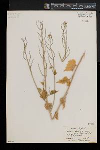 Alliaria petiolata image