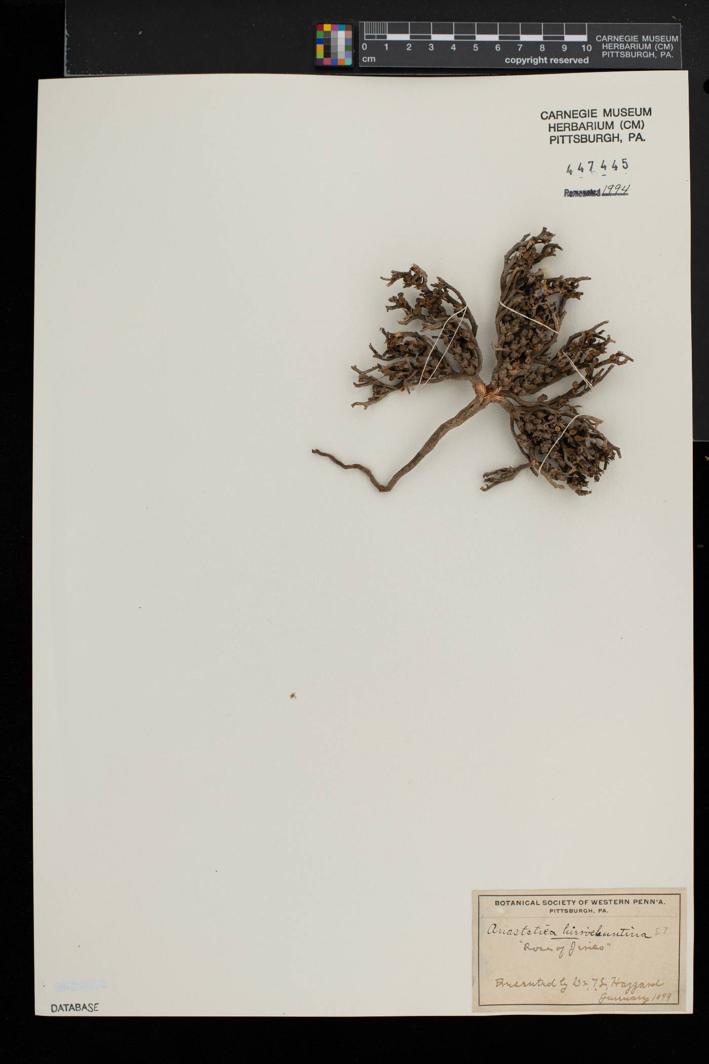 Anastatica hierochuntica image
