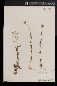 Cardamine bulbosa image