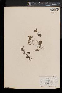 Rorippa heterophylla image