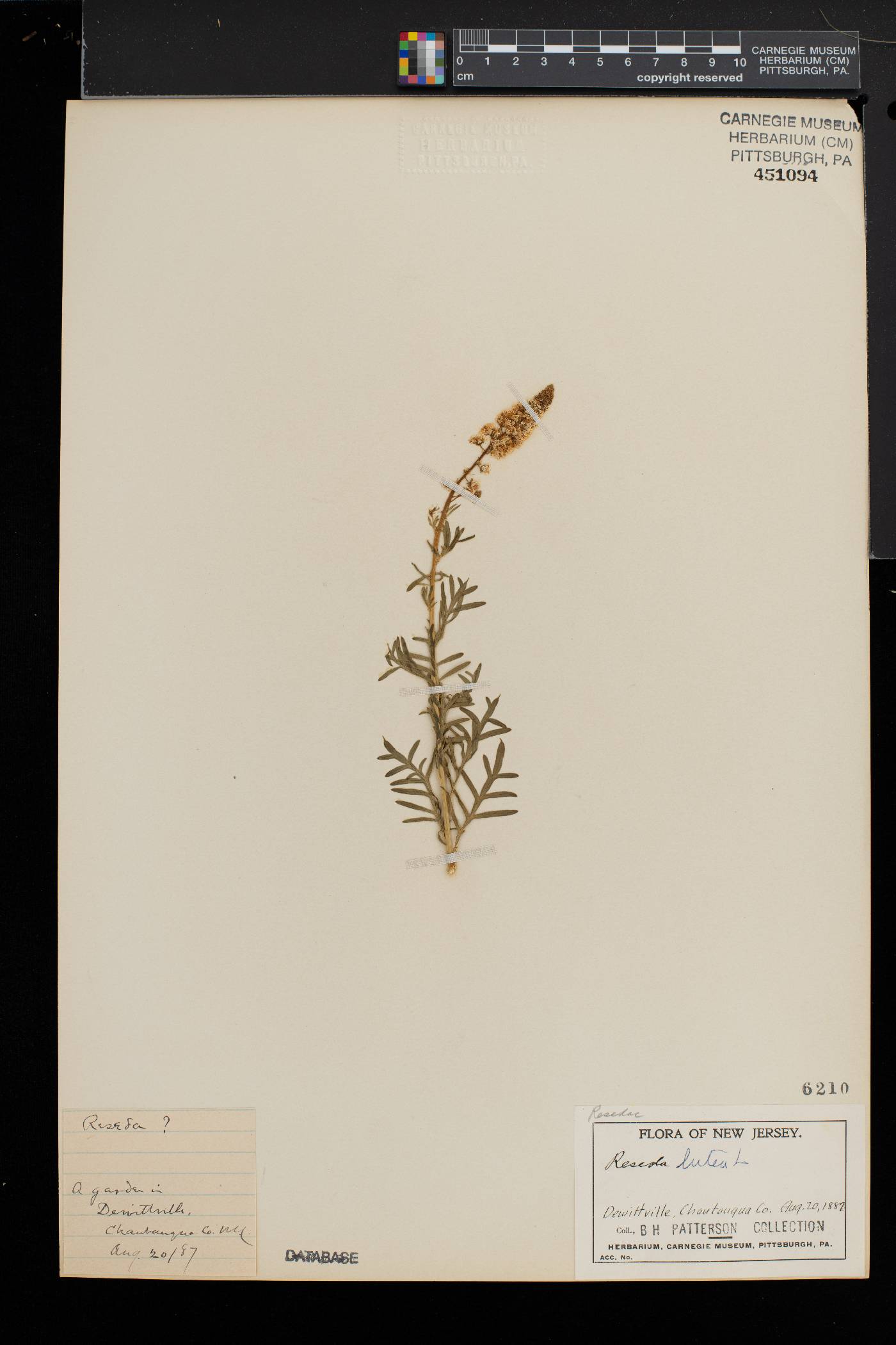 Reseda lutea image