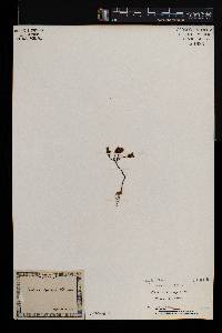 Crassula capensis image