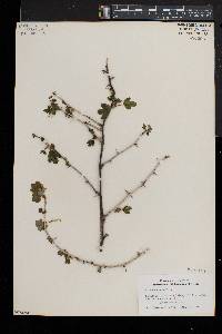 Ribes missouriense image