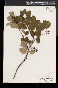 Amelanchier arborea var. laevis image
