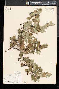 Amelanchier arborea var. laevis image