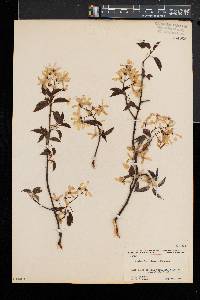 Amelanchier arborea var. laevis image