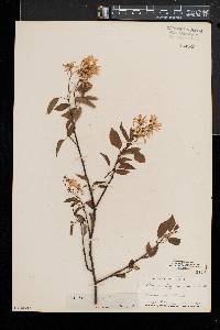 Amelanchier arborea var. laevis image