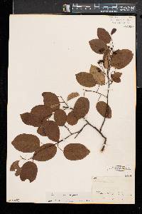 Amelanchier arborea var. laevis image