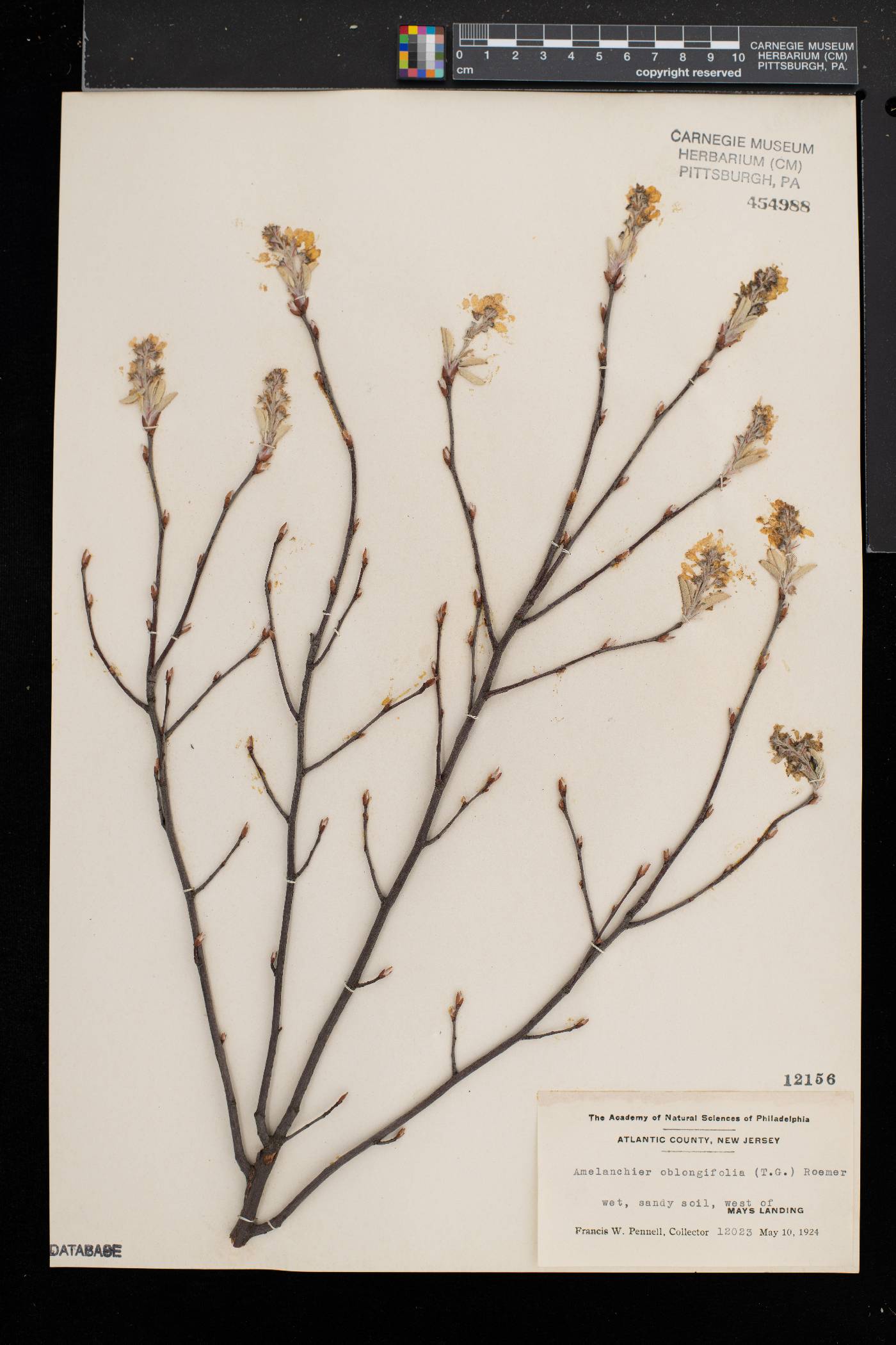 Amelanchier oblongifolia image